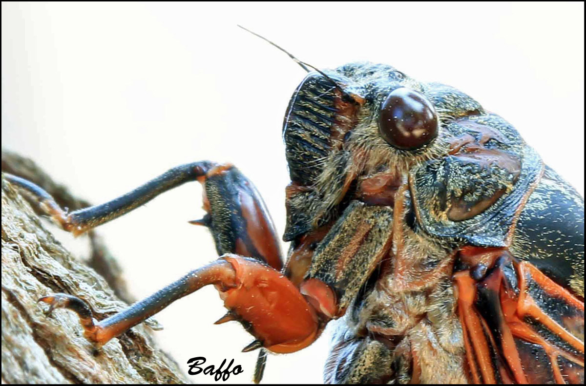 Tibicina haematodes dalla Croazia